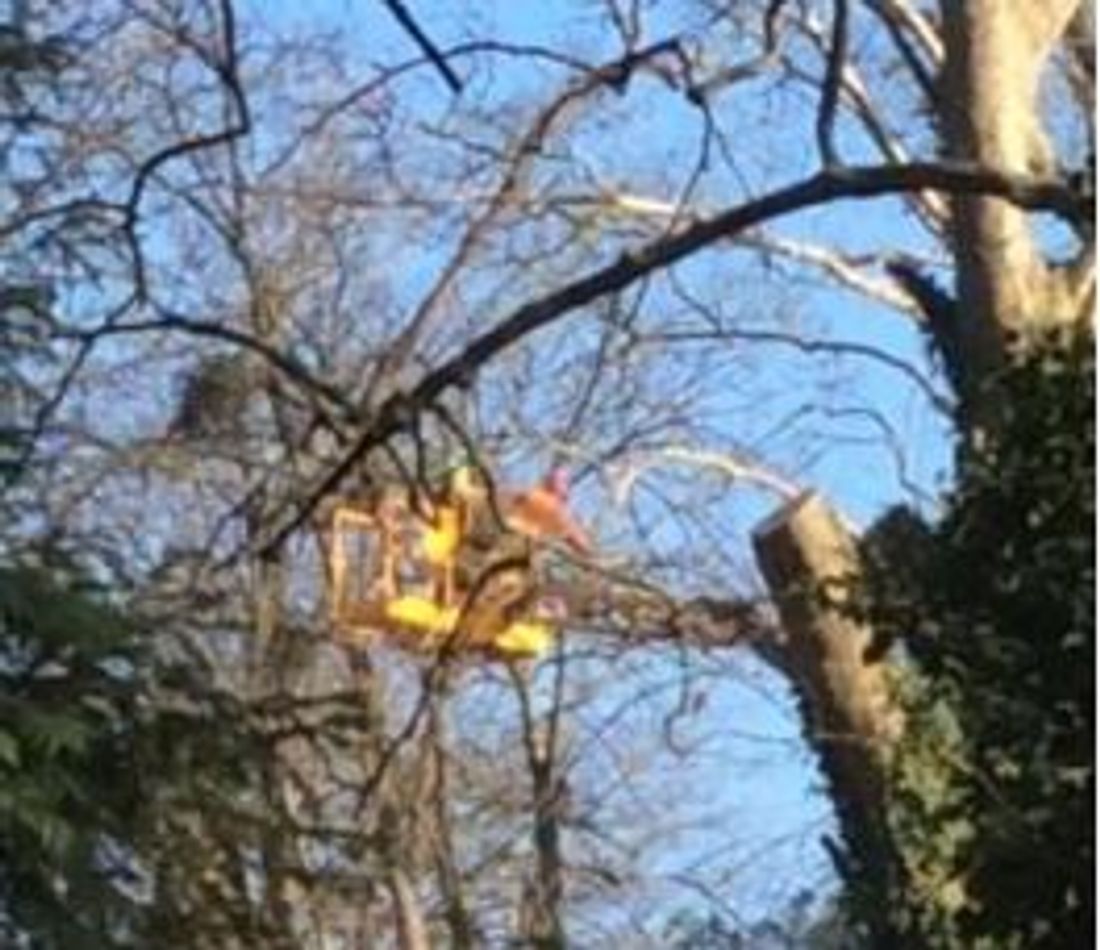 L'opération d’abattage d’arbres aurait commencé vendredi